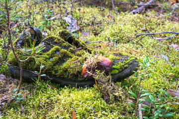 Old shoe overgrown with moss in the forest. Environmental problems, Environmental Pollution. concept of ecology and environmental protection