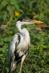 White necked heron, Pantanal , Brazil