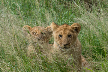 two lion cubs in the high grass