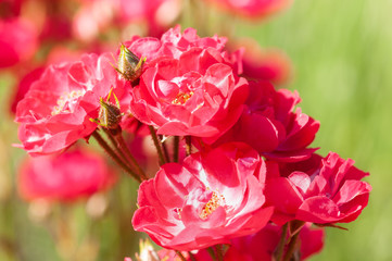 Red roses with bee a green bush in garden