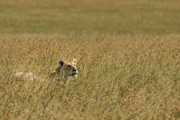 female lion in the high grass