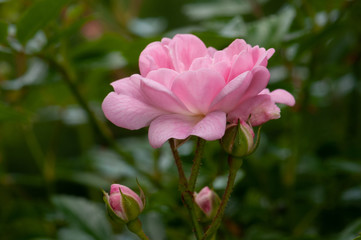 Pink roses on a green bush in garden