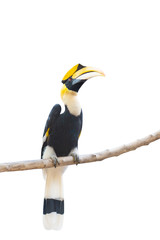 Hornbills, conservation wildlife in Thailand