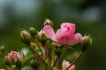 Pink roses on a green bush in garden