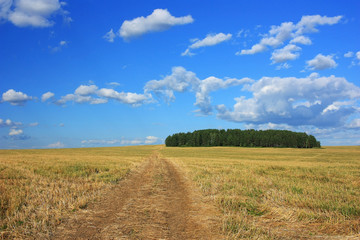 Fototapeta na wymiar Dirt empty country road in the field
