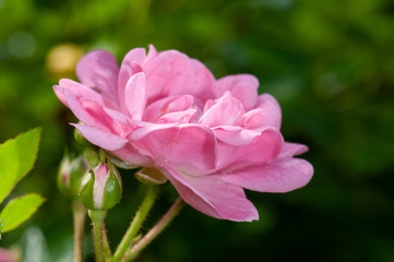 Pink roses on a green bush in garden