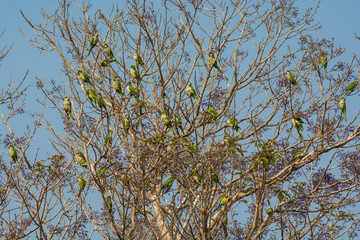 Parakeet,feeding on wild fruits, La Pampa, Patagonia, Argentina