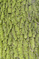 green mossy oak tree bark background texture