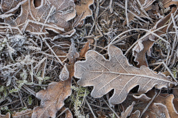 oak leaf covered with hoar frost macro