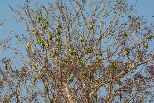 Parakeet,feeding on wild fruits, La Pampa, Patagonia, Argentina