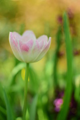 Naklejka premium spring - tulip in the garden close up