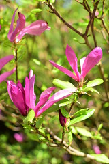 blooming magnolia in the sun