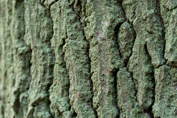 green mossy oak tree bark background texture 