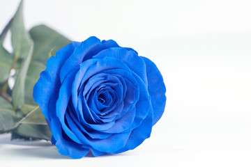 Fototapeta na wymiar Blue rose close up on a white background, toned