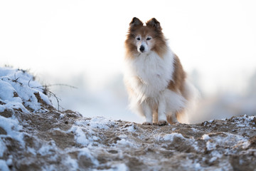 Sheltie Hündin Senior