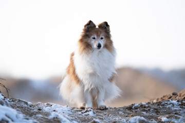 Sheltie Hündin Senior