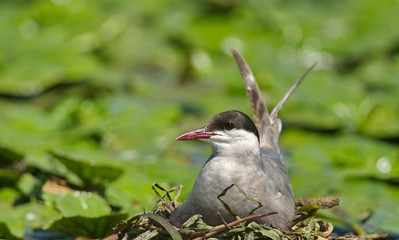 Whiskered Tern (Chlidonias hybrida)