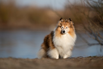 Sheltie Hündin Senior