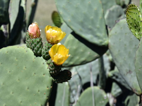Close-up photo of green flowering cactus. Flowering green cactus with yellow flowers.