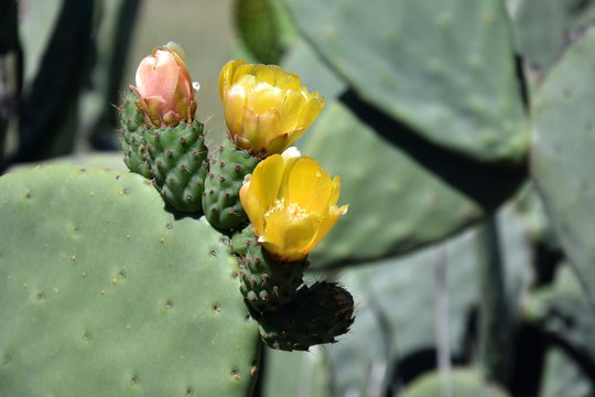 Close-up photo of green flowering cactus. Flowering green cactus with yellow flowers.