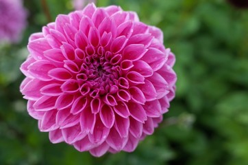 Pink garden flower with copy space