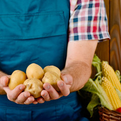 Farmer hold fresh organic potatoes in his hands. Vegetable harvest concept