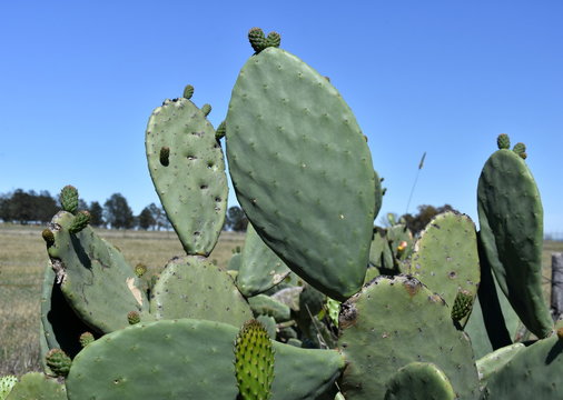 Close-up photo of green flowering cactus. Flowering green cactus with yellow flowers.