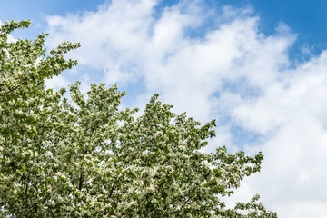 A blooming apple tree against a blue sky with white clouds