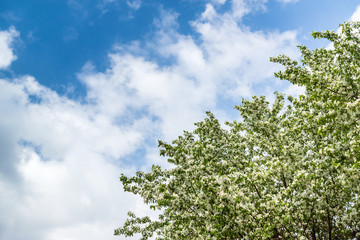A blooming apple tree against a blue sky with white clouds