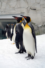 Penguin group on the snow    