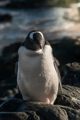  Gentoo Penguin, Antartica