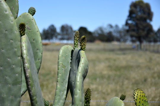 Close-up photo of green flowering cactus. Flowering green cactus with yellow flowers.