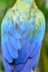 Obraz premium コンゴウインコ
