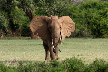 Fototapeta na wymiar big elephant in Tsavo National Park, Kenya