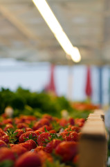 Stand with strawberries at the market. Close up of strawberries on the market stall, a neon lamp cuts the top of the image diagonally.
