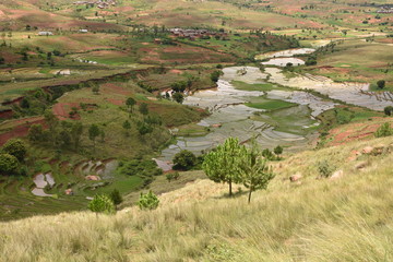 Madagascar la vallée de riz 2083