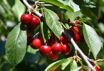 Red cherries on cherry tree in orchard for picking. Close-up on ripe cherry fruits on a tree branch, ready for picking. Bunch cluster of ripe red cherries and green leaves on cherry tree.