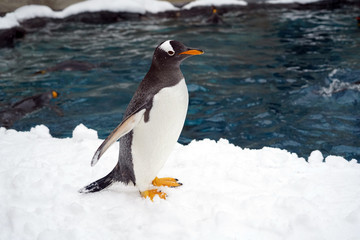 One penguin standing alone on snow   