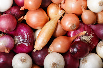 fresh colorful onions as background