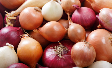fresh colorful onions as background