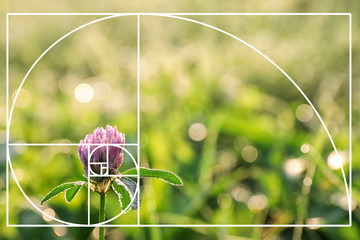 Beautiful clover flower on green meadow, closeup