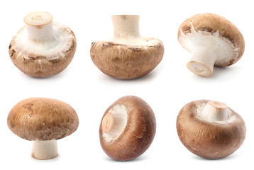 Set of fresh delicious champignon mashrooms on white background