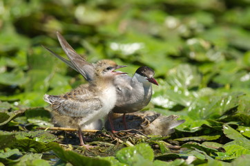 Whiskered Tern (Chlidonias hybrida)