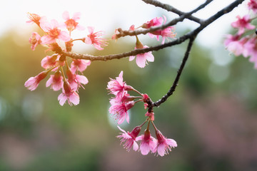 Cherry blossoms or Sakura in winter on sunrise for background. Seletive focal.