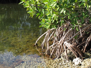mangroves