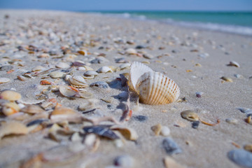 shell on the beach