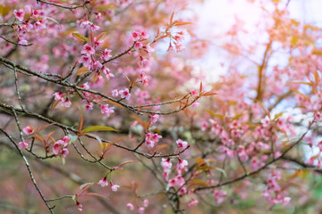 Cherry blossoms or Sakura in winter on sunrise for background. Seletive focal.