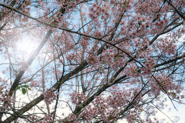 Cherry blossoms or Sakura in winter on sunrise for background. Seletive focal.