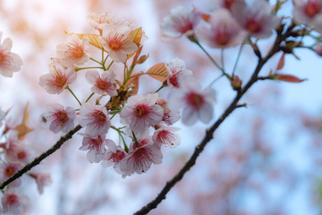 Pink cherry blossoms on the sakura tree in winter on sunrise for background. Seletive focal.