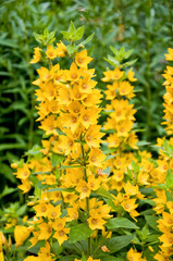 The beautiful yellow bells of the blossoming Lysimachia vulgaris (garden lullaby, yellow lisley or garden yellow lurea) among the delicate summer greenery.